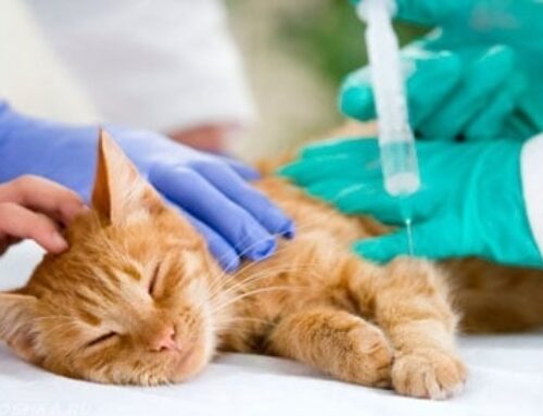 НАРКОЗ ДЛЯ КОШЕК И СОБАК