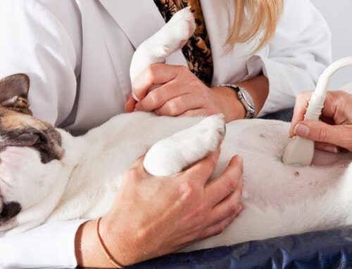 Что покажет УЗИ при беременности у собаки?