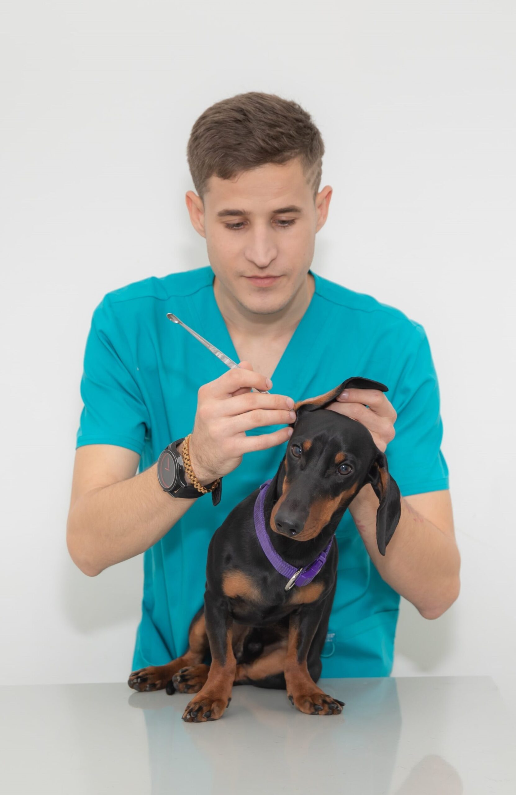 Прием ветеринарного дерматолога в Алматы