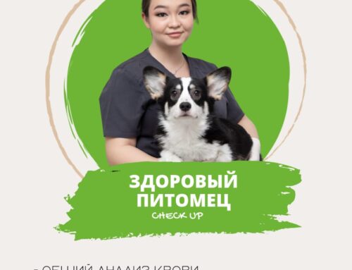 Check-up #1 «Здоровый питомец»