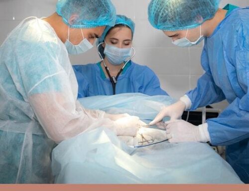 Команда хирургов ЦВМ на практике в клинике доктора Сотникова