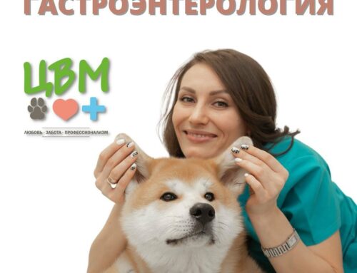 Спесивая Екатерина прошла курс в Московской Школе Ветеринарной Гастроэнтерологии