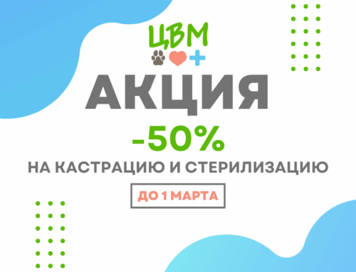 Акция — 50% скидки на стерилизацию/кастрацию кошек. Только до 1 марта 2025 года