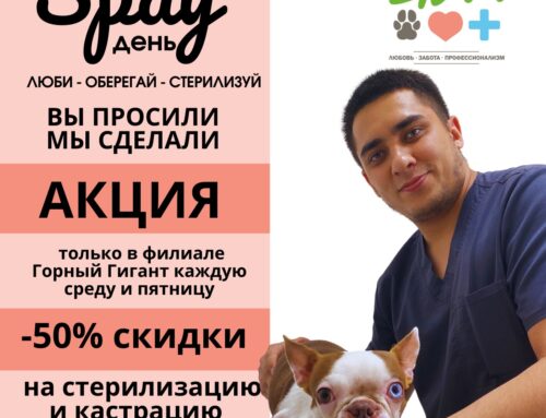 Акция — 50% скидки на стерилизацию собак и кошек