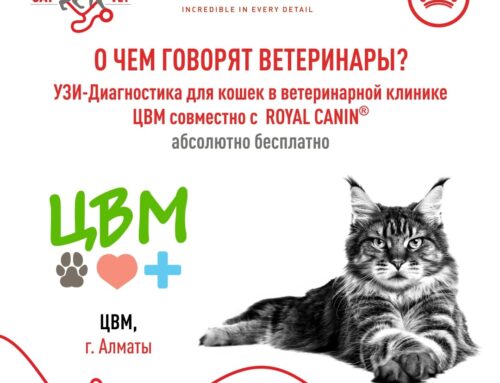 АКЦИЯ ЗАВЕРШЕНА!!! ТОЛЬКО ДЛЯ ВЛАДЕЛЬЦЕВ КОШЕК!!!  УЗИ совершенно БЕСПЛАТНО!!!