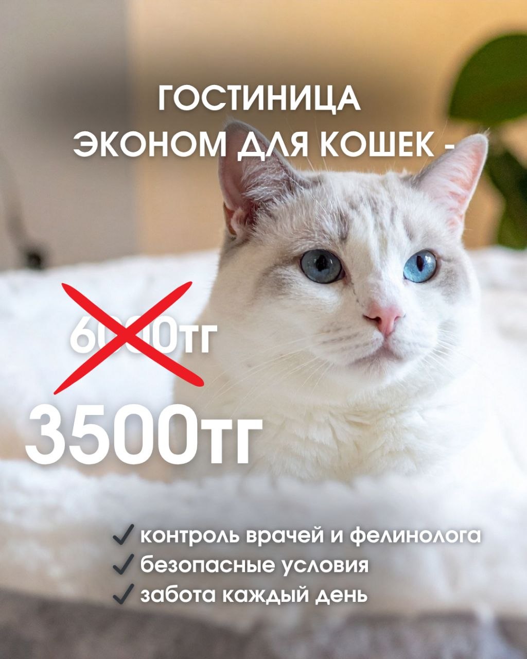 акция на гостиницу для кошек