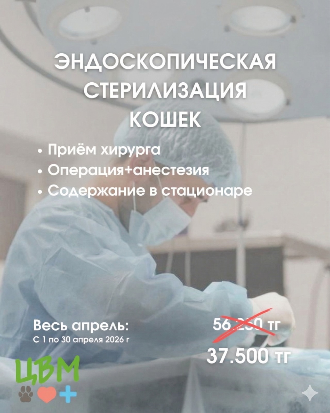 акция на эндоскопическую стерилизацию кошек