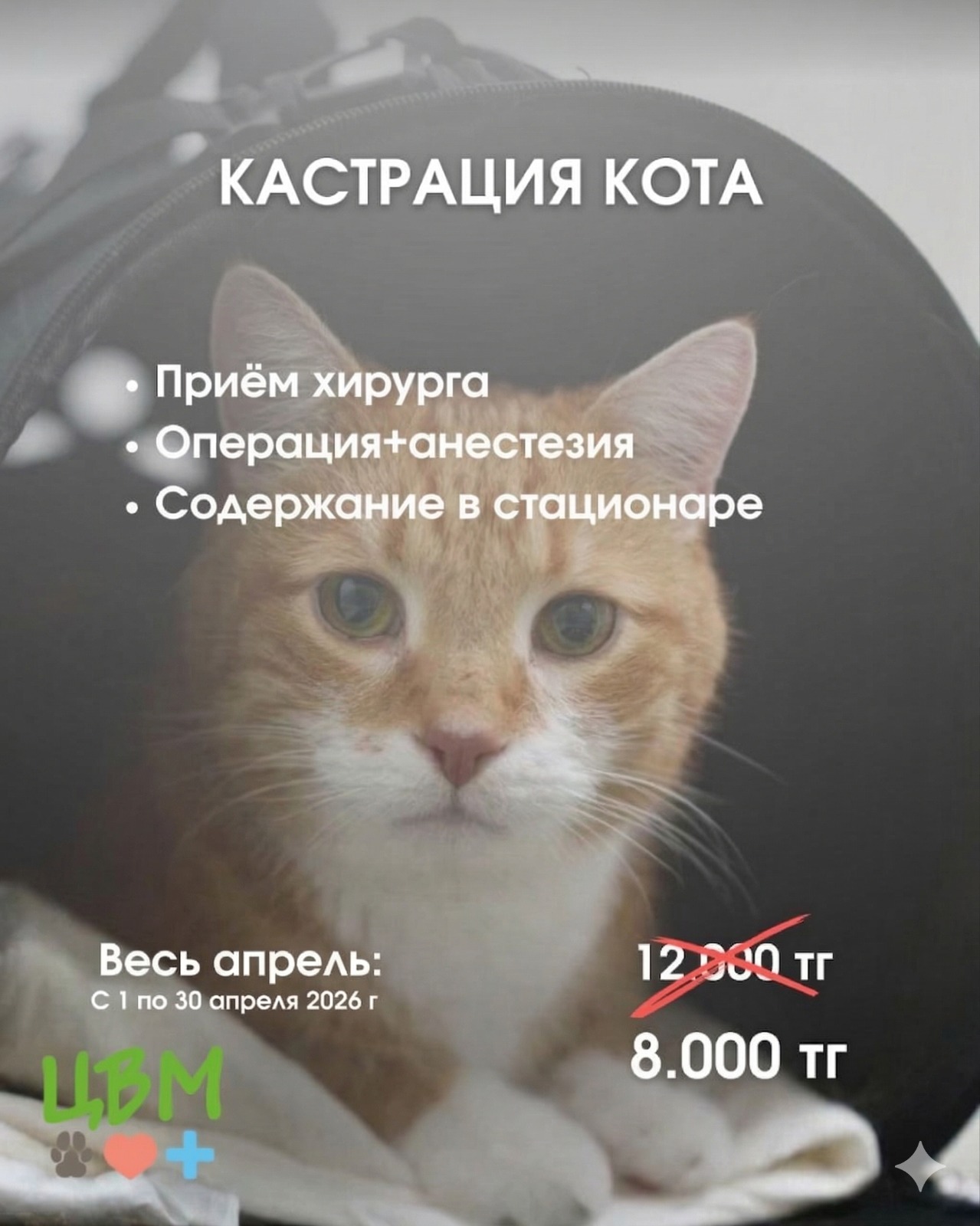 акция на кастрацию кота